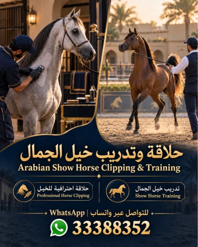 Arabian show horse trainer