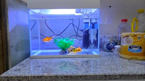 Aquarium with Fish
