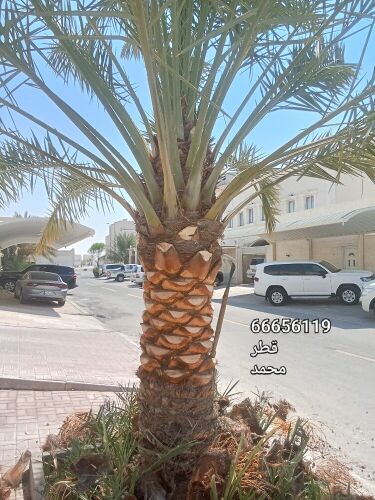للنخيل والزراعه