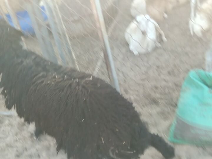 للبيع رخله عربيه طيب زبيحه