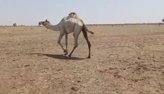 بعير سوداني