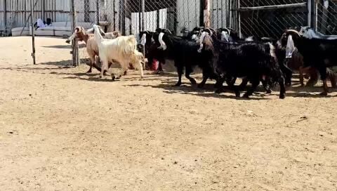 للبيع معزه عوراض طيبه
