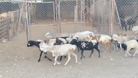 للبيع رخال بربر بيرشن طيبه