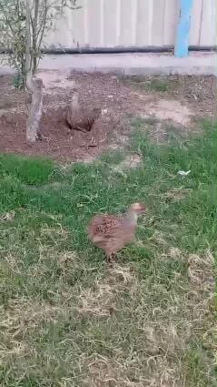 زوج صفرد باكستاني