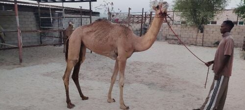 بكرة سابق