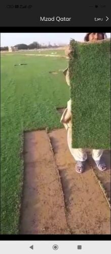 عشب طبيعي للبيع