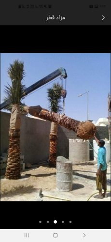 نخيل خدمات