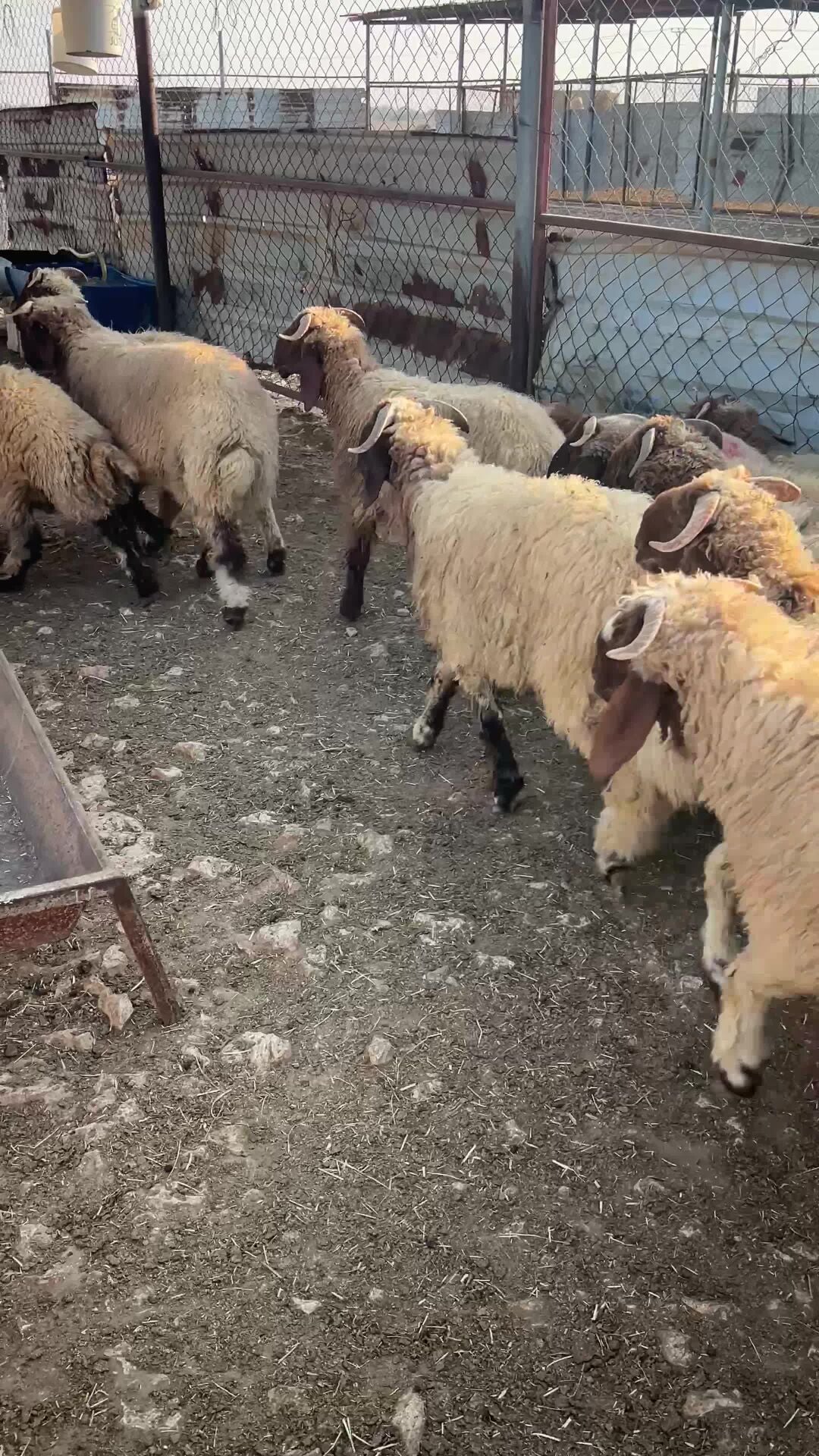 هرافي