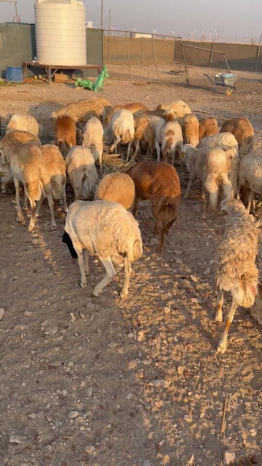 خرفان رفيديه