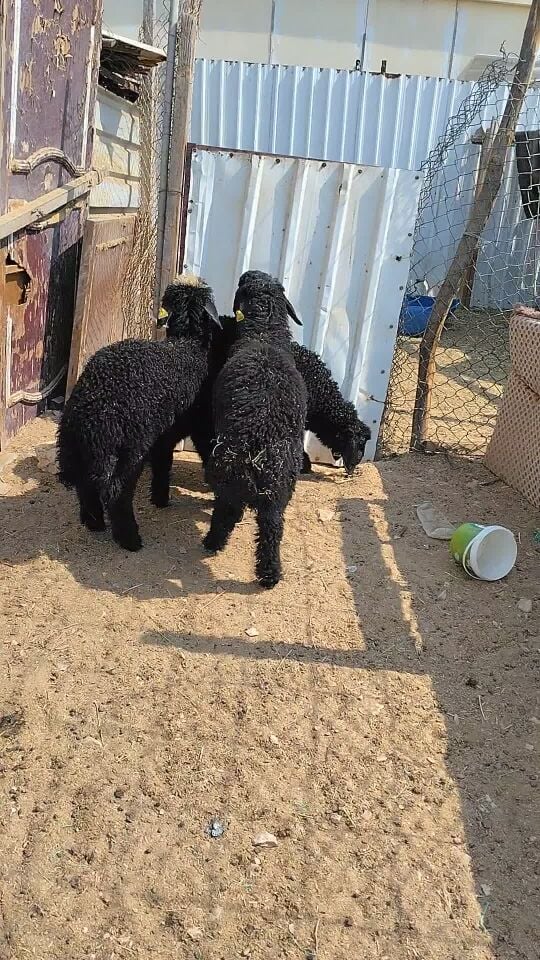 للبيع طليان عرب طيبة وسمان