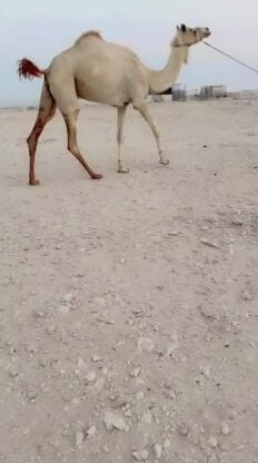 متالي البيع 
