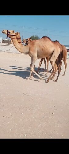 للبيع عجوم