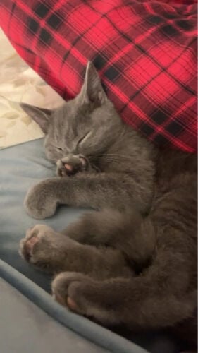 cat Scottish grey still young