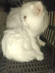 This 2 cat for sale