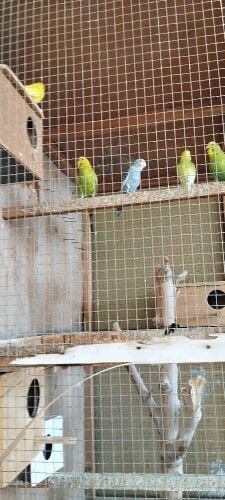budgerigar