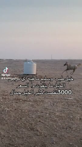 السعر طيب 