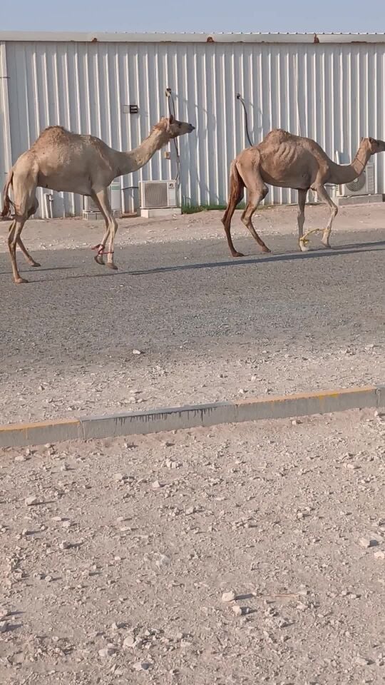 للبيع عشاير السنه مفحوصه من البرس