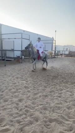 عربي فحل