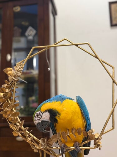 Macaw for sale