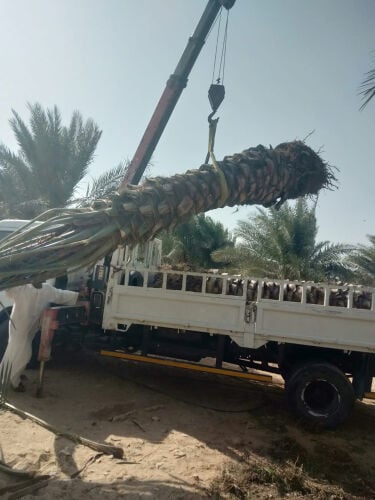 نخيل 