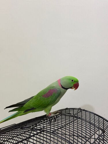 alexandrine parrot male