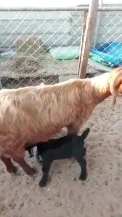 عنز تحتها تيس وجمده طيبه
