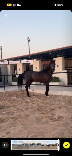 حصان عربي ريس 