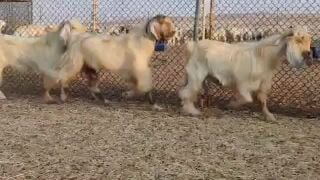 للبيع تيوس فحوله عوارض بيوض طيبه