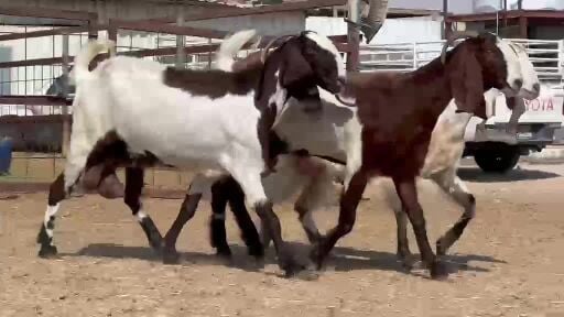 للبيع معزه مشاريك طيبه 