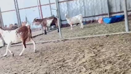 عنزا عمانيه مرشرشه دفيع واصل