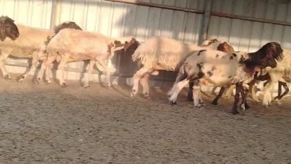 شويهات سوريه طيبه