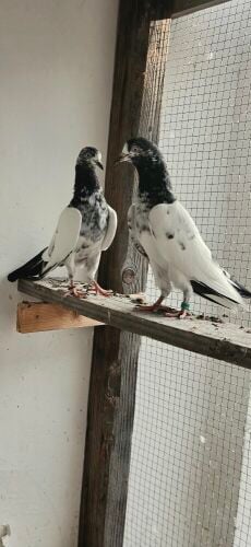 pakistani teddy pigeon