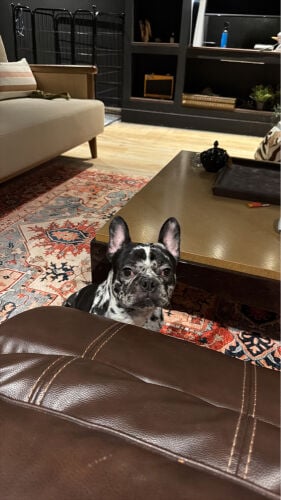 11 Month French Bull Dog