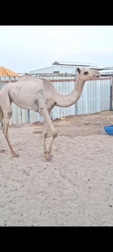 بكره