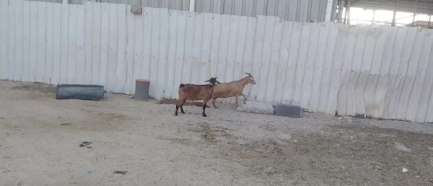 للبيع معزه غزم اصايل