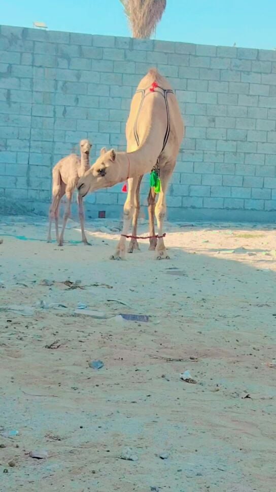 للبيع