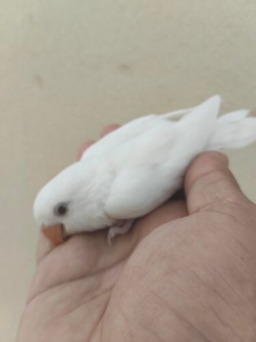rose albino