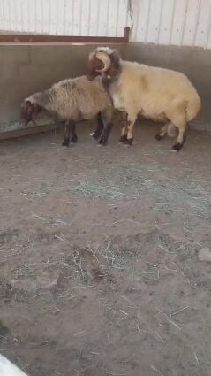 خروف سوري من مشروط النسف
