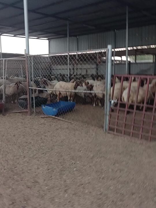 شاه سوريه دفيع علي السونار