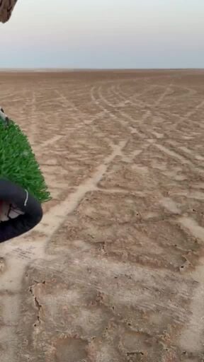 جير تبع فرخ طير سبوق و جناحه قوي 
