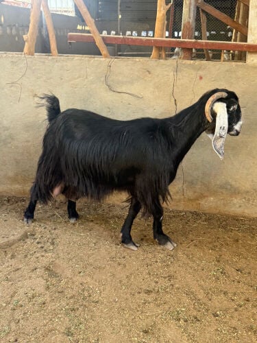 عارضيه حليب 
