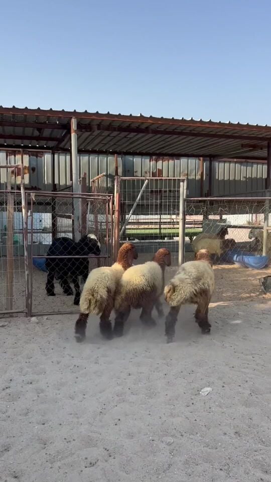 رخال سوريه فل