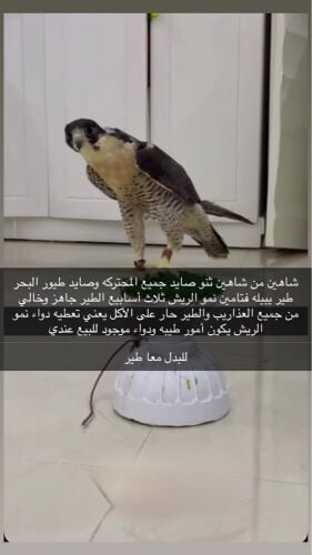 للبيع او للبدل يبيله تجبير