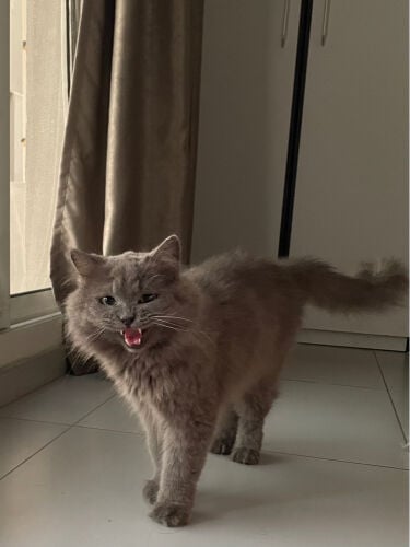 قطو منزلي طويل الشعر (ذكر)