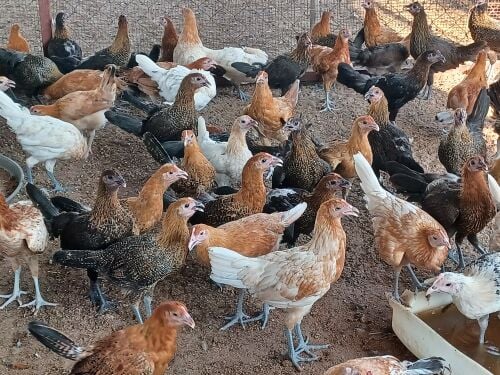 Desi balade female chicken for sale