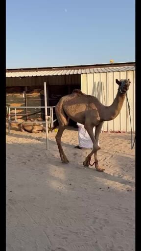 قعود سبوق 