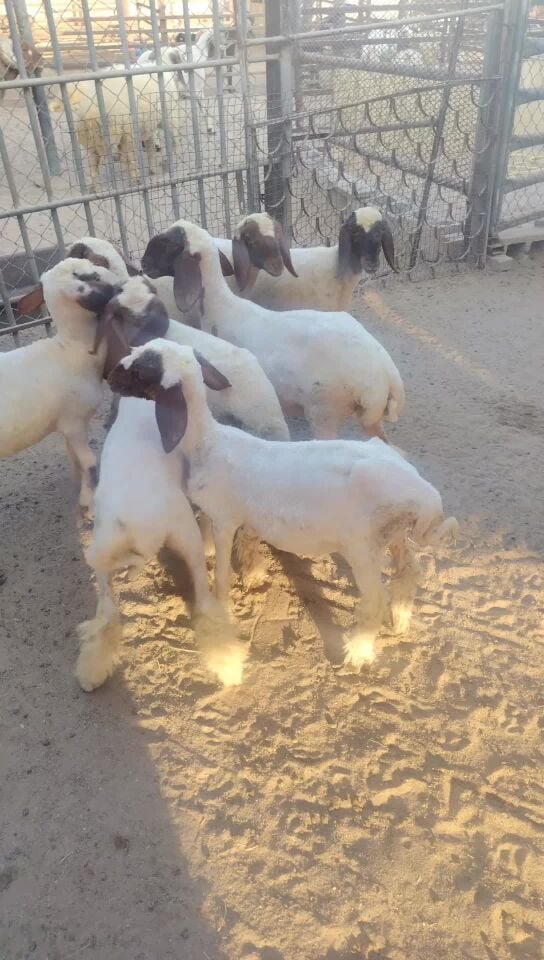 رخال طيبه وسليمه من كل الامراض