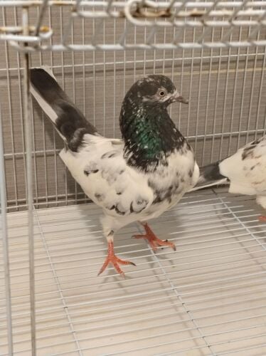 Pakistani teddy bredding pair
