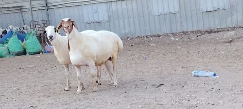 للبيع شويهات بربري طيبه
