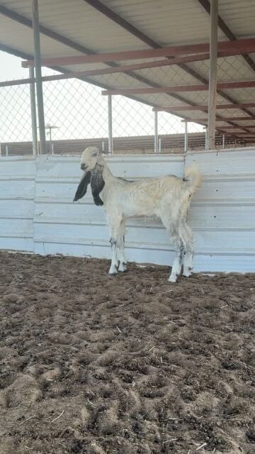 جذعه مطوره 